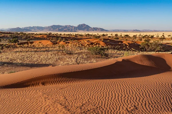 stock image huge sand dunes in the Namib Desert with trees in the foreground of Namibia