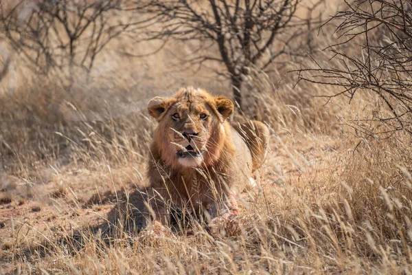 Grande Leão Procura Presas Nos Prados Deserto Kalahari Namíbia — Fotografia de Stock