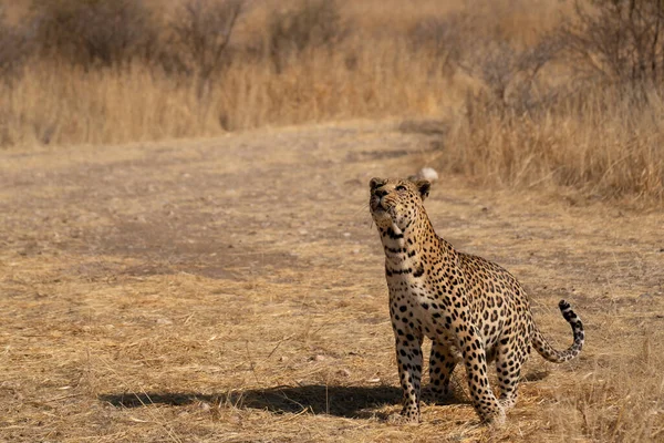 Leopardo Procura Presas Nos Prados Deserto Kalahari Namíbia — Fotografia de Stock