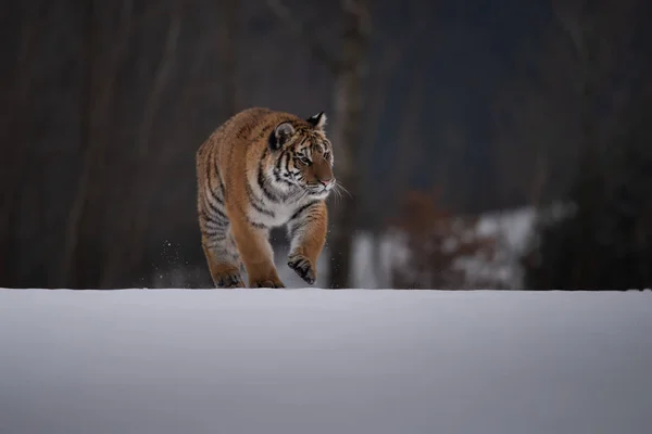 Siberian Tiger Running Snow Beautiful Dynamic Powerful Photo Majestic Animal — Stock Photo, Image