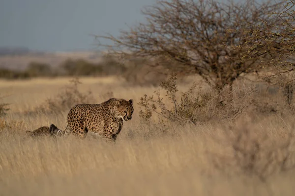 Egy Gepárd Zsákmányt Keres Namíbiában Kalahári Sivatag Füves Területein — Stock Fotó