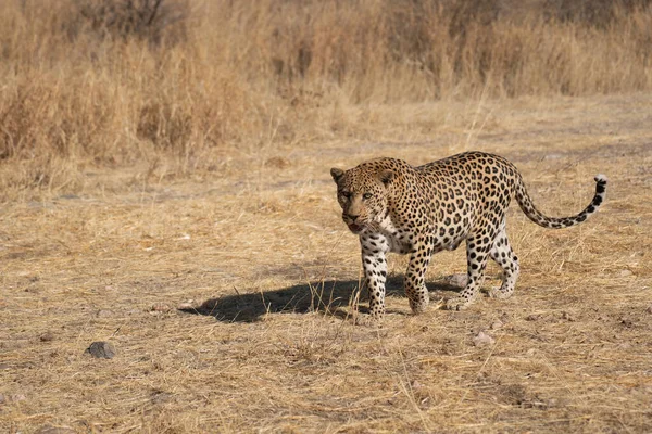 Леопард Ищущий Добычу Лугах Пустыни Калахари Намибии — стоковое фото