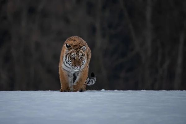 시베리아 호랑이 속에서 달리고 있습니다 위풍당당 동물의 아름답고 역동적 사진이다 — 스톡 사진