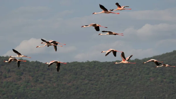 Flyga Flock Flamingos Med Blå Himmel Bakgrunden — Stockfoto