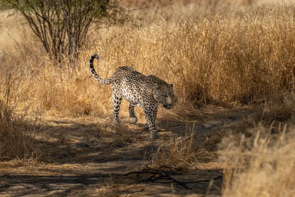 Leopardo Procura Presas Nos Prados Deserto Kalahari Namíbia — Fotografia de Stock