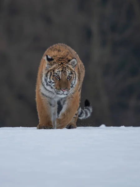 Karda Koşan Sibirya Kaplanı Görkemli Hayvanın Güzel Dinamik Güçlü Fotoğrafı — Stok fotoğraf
