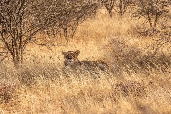 Een Grote Leeuw Zoek Naar Prooi Graslanden Van Kalahari Woestijn — Stockfoto