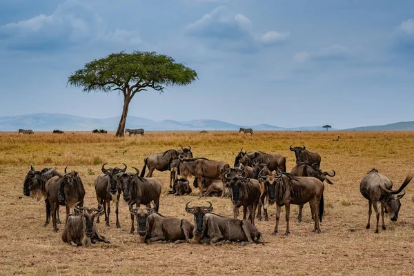 Gnoe Migratie Tanzania Afrikaanse Masai Mara — Stockfoto