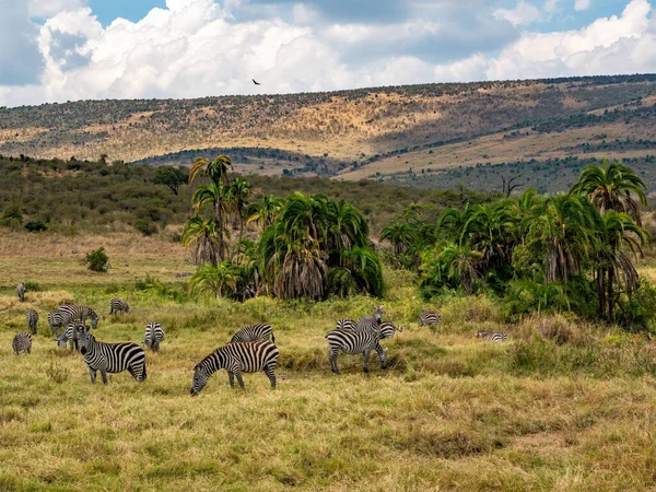Eine Herde Zebras Weidet Auf Den Ebenen Von Masai Mary — Stockfoto