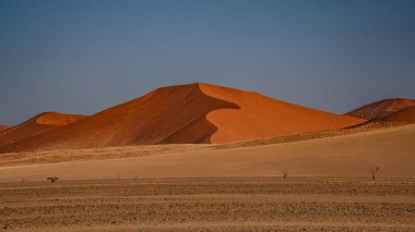 Namib Çölü 'nde kum tepeleri ve Namibya' nın ön planında ağaçlar.