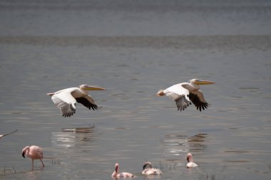 Beyaz pelikan, Pelecanus onocrotalus, Kerkini Gölü, Yunanistan. Mavi su yüzeyinde pelikanlar. Avrupa doğa Wildlife sahnesi. Kuş Dağı arka planı. Uzun Turuncu faturaları ile kuşlar.