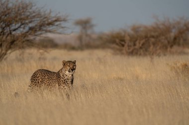 Namibya 'daki Kalahari Çölü' nün çayırlarında av arayan bir çita..
