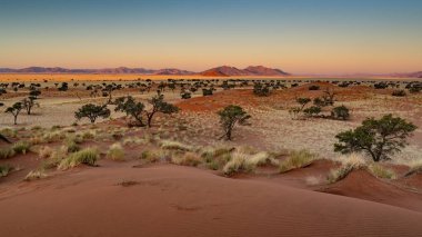 Namib Çölü 'nde kum tepeleri ve Namibya' nın ön planında ağaçlar.