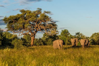 Boğa fili, Loxodonta africana, Kenya 'daki Amboseli Ulusal Parkı' nın çayırlarında. Ön görünüm