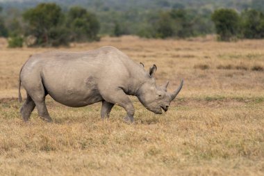 White Rhinoceros Ceratotherium simum Square-lipped Rhinoceros at Khama Rhino Sanctuary Kenya Africa.