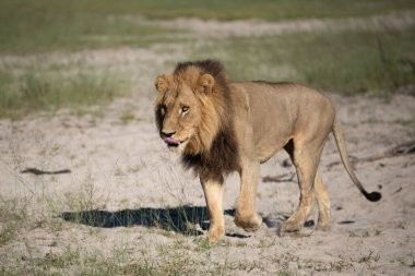 Masai Mara 'nın altın çimlerinde Güzel Aslan Sezar, Kenya Panthera Leo.