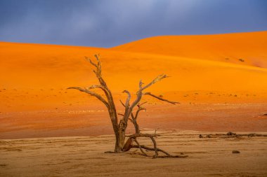 Ölü Camelthorn ağaç kırmızı tepeleri ve Deadvlei, Sossusvlei mavi gökyüzünde karşı. Namib-Naukluft Milli Parkı, Namibya, Afrika