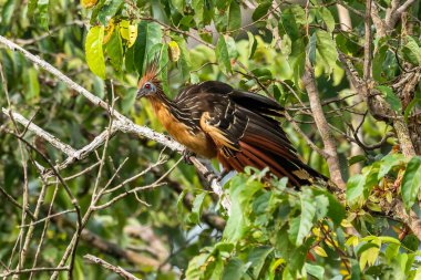 Güney Amerika, Peru 'daki Sandoval Gölü' ndeki Amazon yağmur ormanlarında büyüyen armalı Hoatzin (Opisthocomus hoazin).