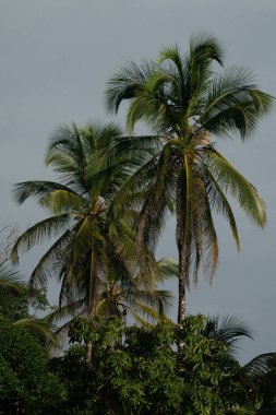 Wax palm trees, native to the humid montane forests of the Andes, towering the landscape of Cocora Valley at Salento, among the coffee zone of Colombia