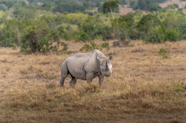 White Rhinoceros Ceratotherium simum Square-lipped Rhinoceros at Khama Rhino Sanctuary Kenya Africa.