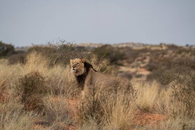 Namibya 'daki Kalahari Çölü' nün çayırlarında av arayan büyük bir aslan..