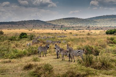 Masai Mary Kenya ovalarında otlayan bir zebra sürüsü..