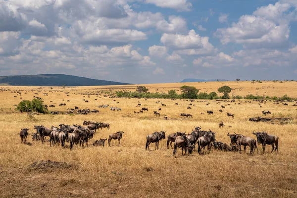 Migración Ñus Tanzania Africa Masai Mara —  Fotos de Stock