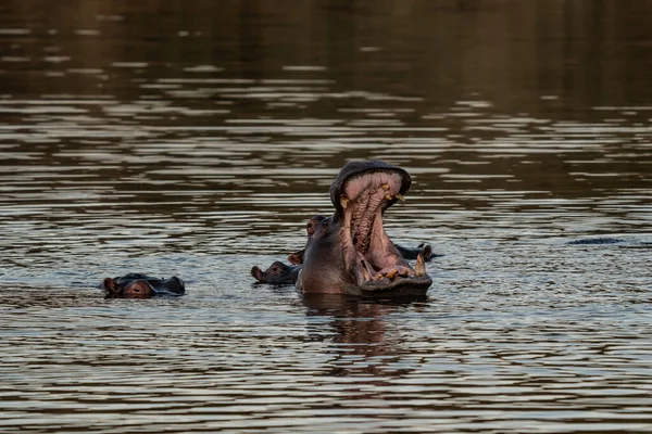 Den Vanliga Flodhästen Hippopotamus Amfibius Eller Flodhästen Ett Stort Mestadels — Stockfoto