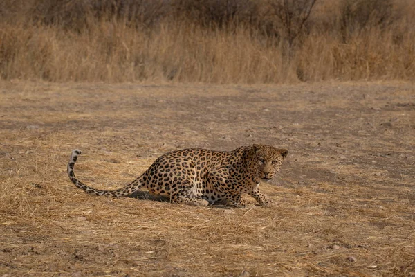 Leopard Som Letar Efter Byten Gräsmarkerna Namibias Kalahari Öken — Stockfoto