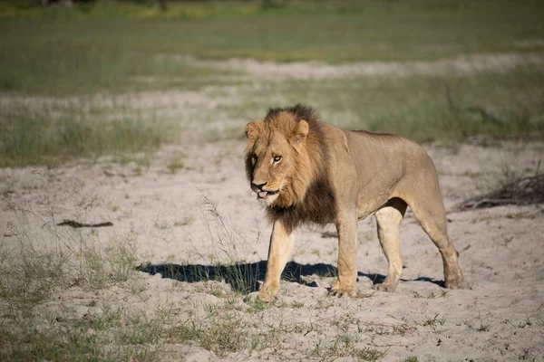 美丽的狮子凯撒在金黄色的草地上 肯尼亚潘瑟拉狮子座 — 图库照片