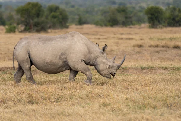 White Rhinoceros Ceratotherium Simum Square Lipped Rhinoceros Khama Rhino Sanctuary — Stockfoto