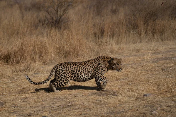 Ein Leopard Auf Der Suche Nach Beute Grasland Der Kalahari — Stockfoto