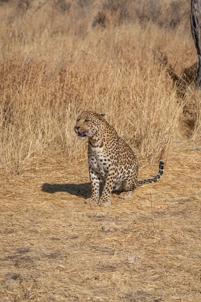 Leopardo Alla Ricerca Prede Nelle Praterie Del Deserto Del Kalahari — Foto Stock