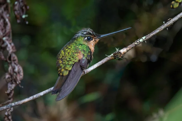 Grüner Kolibri Sitzt Auf Einem Ast Wald — Stockfoto