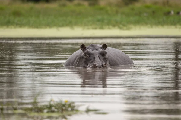 Ιπποπόταμος Ανοιχτή Κάννη Στο Νερό Αφρικανικός Ιπποπόταμος Hippopotamus Amphibius Capensis — Φωτογραφία Αρχείου