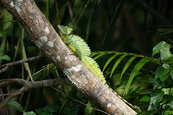 Zielony Bazyliszek Basiliscus Plumifrons Jest Jaszczurka Rodziny Iguana — Zdjęcie stockowe