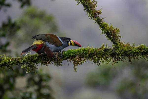 Beautiful Colored Plate Billed Mountain Toucan Andigena Laminirostris Sitting Branch — Stock Photo, Image