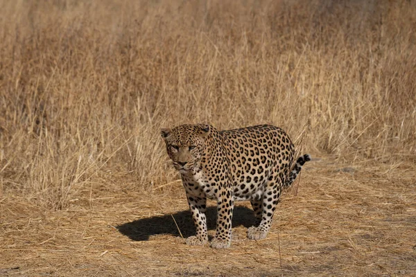 Leopardo Procura Presas Nos Prados Deserto Kalahari Namíbia — Fotografia de Stock