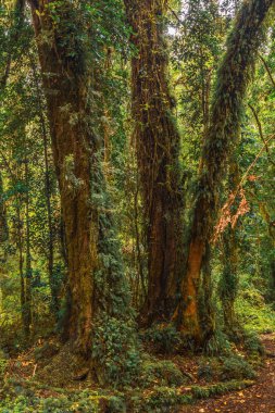 Evergreen beech forest near foot of Andes mountains, Patagonia, Argentina, South America, chile