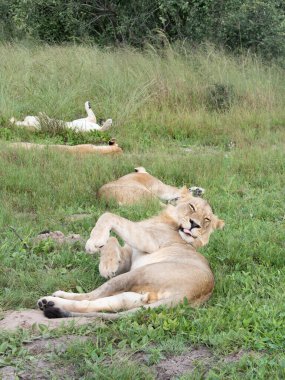 Masai Mara 'nın altın çimlerinde Güzel Aslan Sezar, Kenya Panthera Leo.