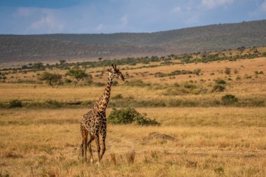 Giraffe in front Amboseli national park Kenya masai mara.(Giraffa reticulata) sunset.