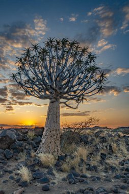 Çöl yatay, titreme ağaçları (Aloe dichotoma) ile Northern Cape, Güney Afrika
