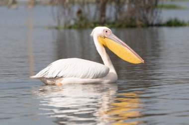 Beyaz pelikan, Pelecanus onocrotalus, Kerkini Gölü, Yunanistan. Mavi su yüzeyinde pelikanlar. Avrupa doğa Wildlife sahnesi. Kuş Dağı arka planı. Uzun Turuncu faturaları ile kuşlar.