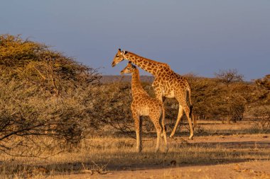 Zürafa Kenya masai Mara. (Giraffa reticulata) Günbatımı.