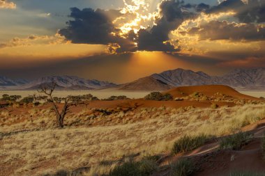 Namib Çölü 'nde kum tepeleri ve Namibya' nın ön planında ağaçlar.