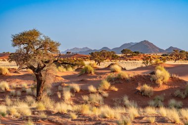 Namib Çölü 'nde kum tepeleri ve Namibya' nın ön planında ağaçlar.