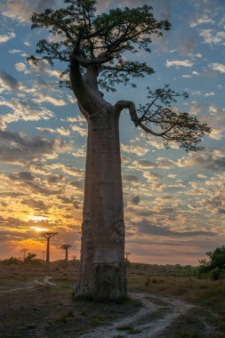 Baobab ağaçları gün batımında Madagaskar 'da Baobab Bulvarı' nda