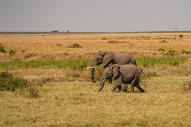 Afrika ormanlarında yürüyen büyük bir Afrika fili.