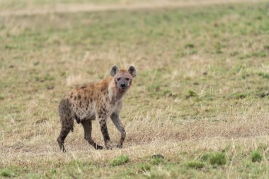 Sırtlan, ayrıntılı portre. Benekli sırtlan, Crocuta timsahı, su birikintisinin yanında kızgın hayvan, ağaçlı karanlık orman. Doğadaki hayvanlar, Okavango, Botswana. Vahşi yaşam Afrika.