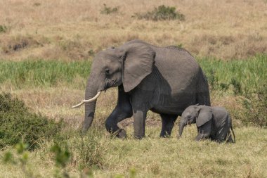 Afrika ormanlarında yürüyen büyük bir Afrika fili.